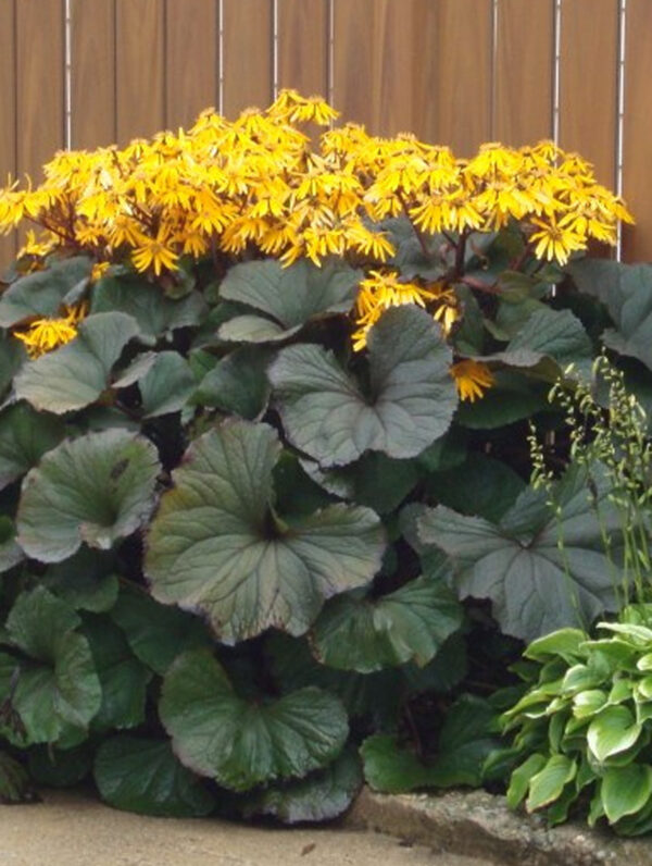 Ligularia  Othello