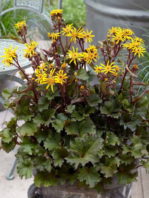 Ligularia  Little Golden Ray