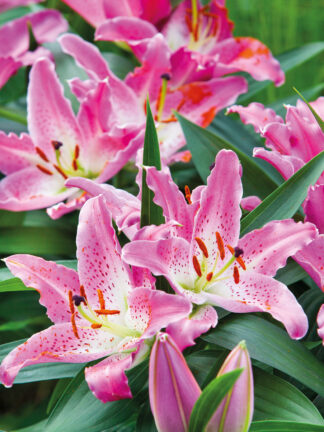 Lilium Entertainer