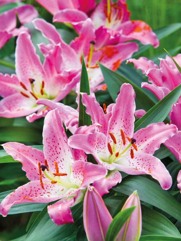 Lilium Entertainer