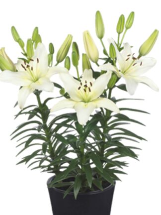 Lilium Fantasiatic Ivory