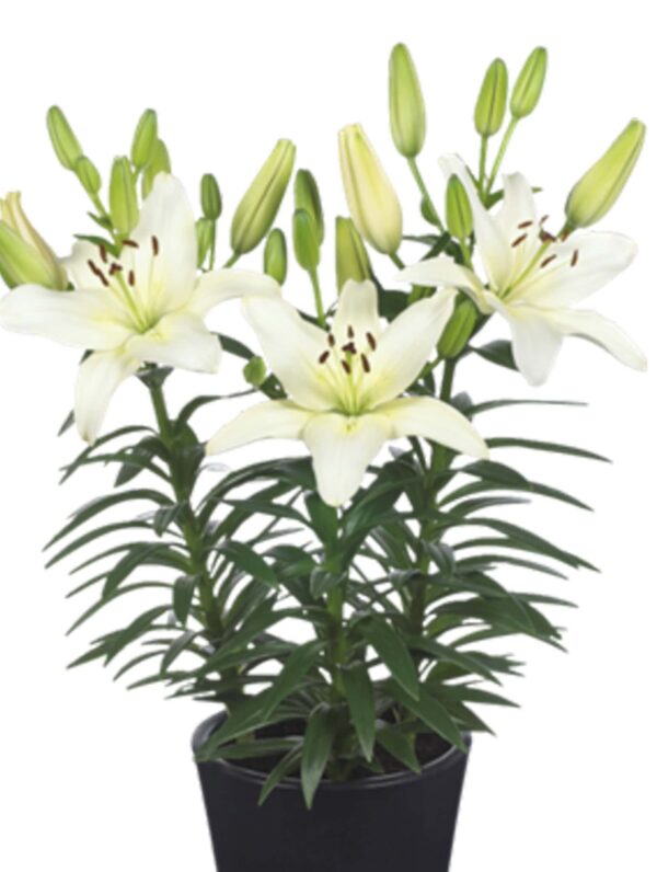 Lilium Fantasiatic Ivory