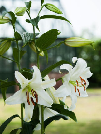 Lilium  Casablanca
