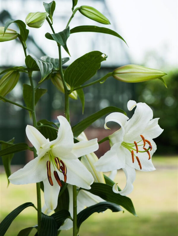 Lilium  Casablanca