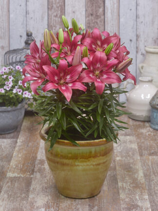Lilium FantAsiatic Lipgloss