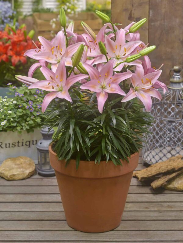 Lilium FantAsiatic Pink