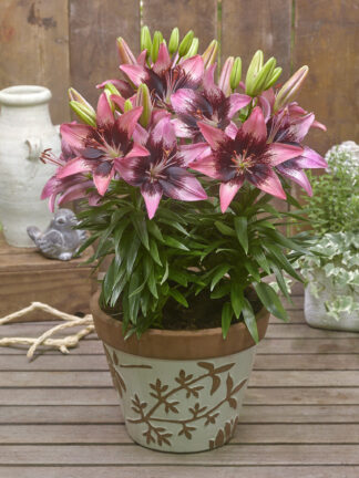 Lilium FantAsiatic Pink Hot Spot