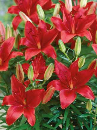 Lilium FantAsiatic Red