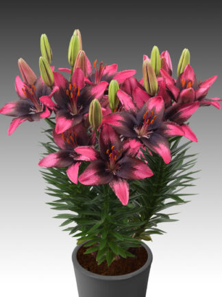 Lilium  FantAsiatic Serious Hotspot