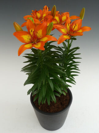 Lilium  FantAsiatic Spark