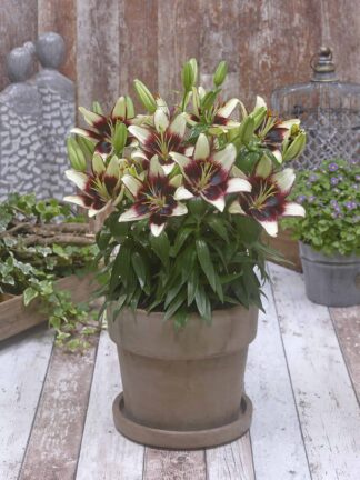 Lilium  FantAsiatic White Hot Spot