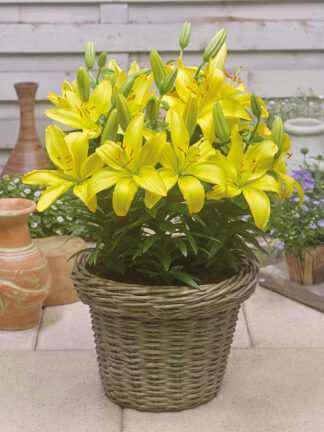 Lilium  FantAsiatic Yellow