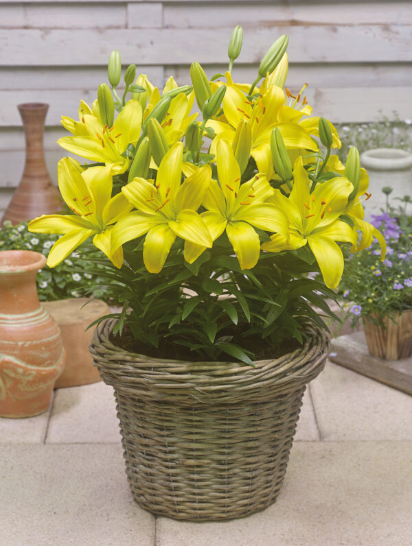 Lilium  FantAsiatic Yellow