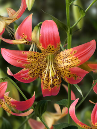 Lilium  Fusion