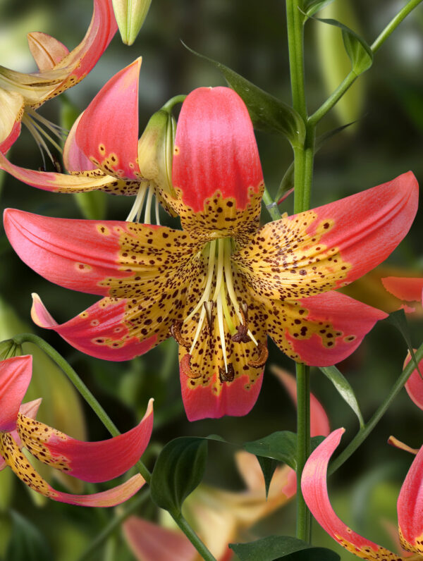 Lilium  Fusion