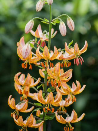 Lilium  Guinea Gold