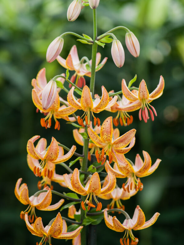 Lilium  Guinea Gold