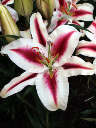 Lilium  Hachi