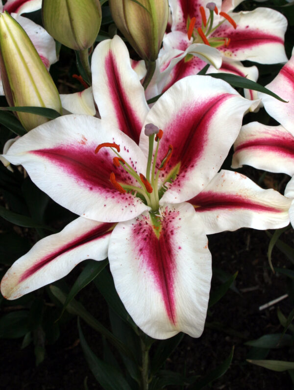Lilium  Hachi