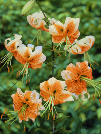 Lilium  Lady Alice