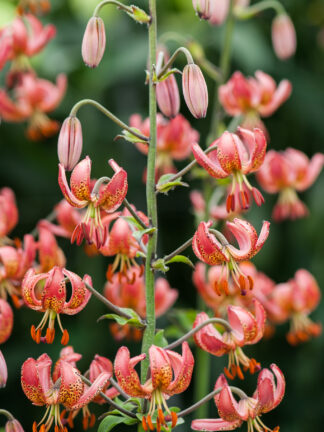 Lilium Manitoba Morning