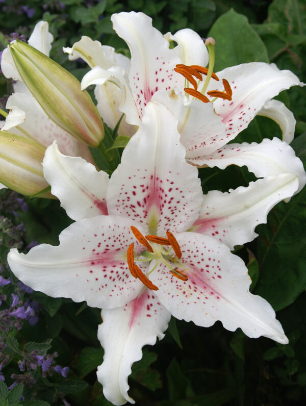 Lilium  Muscadet