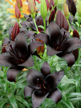 Lilium  Nightrider