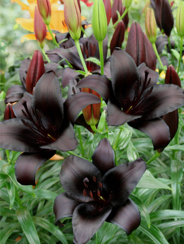 Lilium  Nightrider