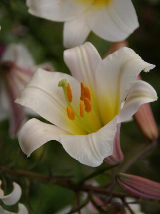 Lilium  Regale