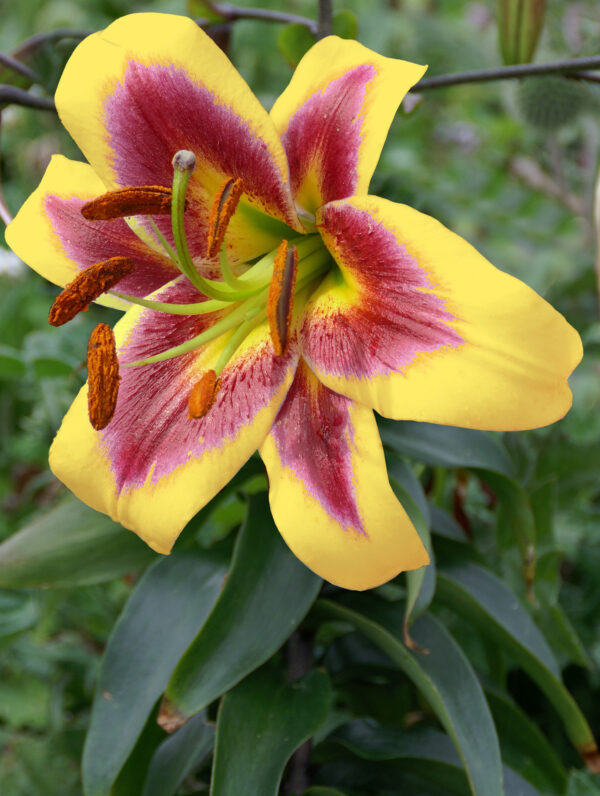 Lilium  Robert Swanson