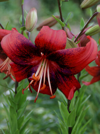 Lilium  Strawberry Event
