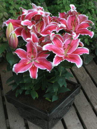 Lilium Little Marble