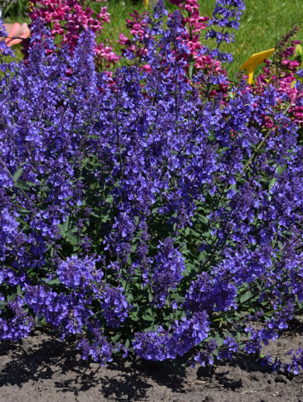Nepeta  Junior Walker