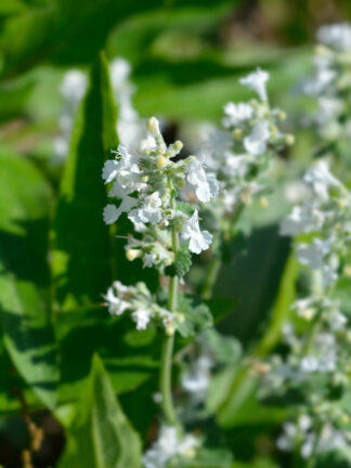 Nepeta  Snowflake