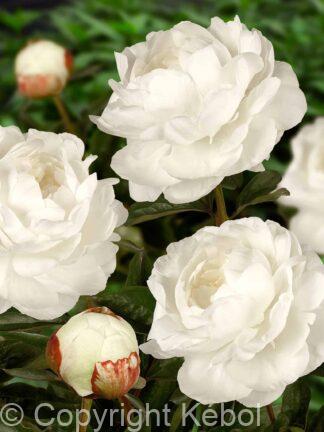 Paeonia Lactiflora (D) Elsa Sass - Bag