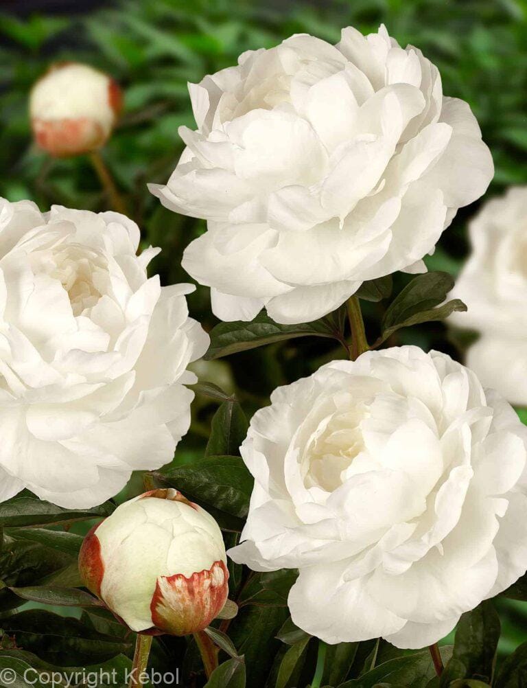 Paeonia Lactiflora (D) Elsa Sass - Bag