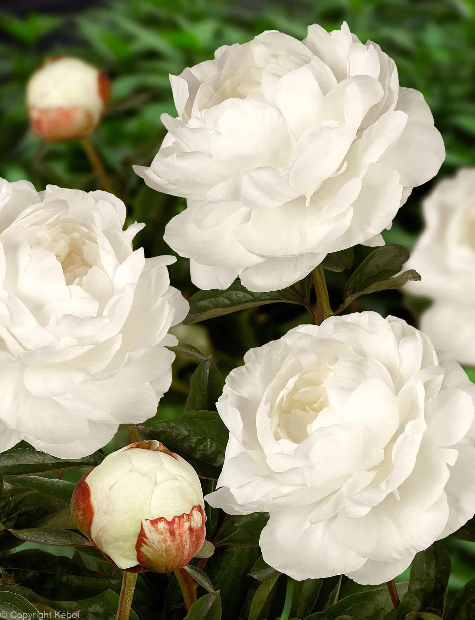 Paeonia Lactiflora (D) Elsa Sass - Bag