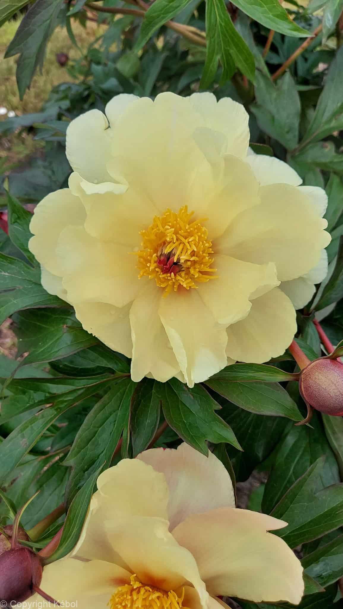 Paeonia itoh Amy Jo - Bag
