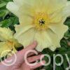 Paeonia itoh Going Bananas - Bag