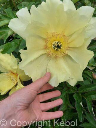 Paeonia itoh Going Bananas - Case