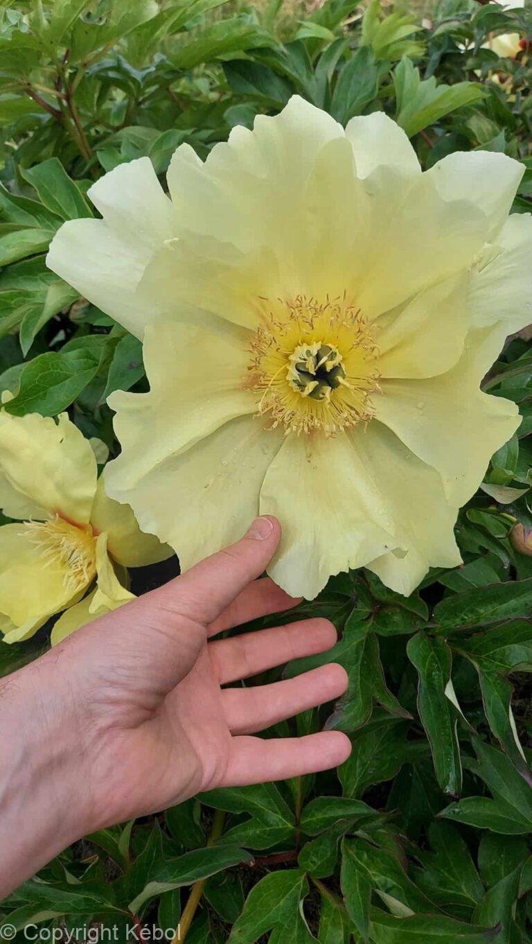 Paeonia itoh Going Bananas - Bag
