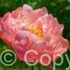 Paeonia lactiflora (D) Kings Day - Bag
