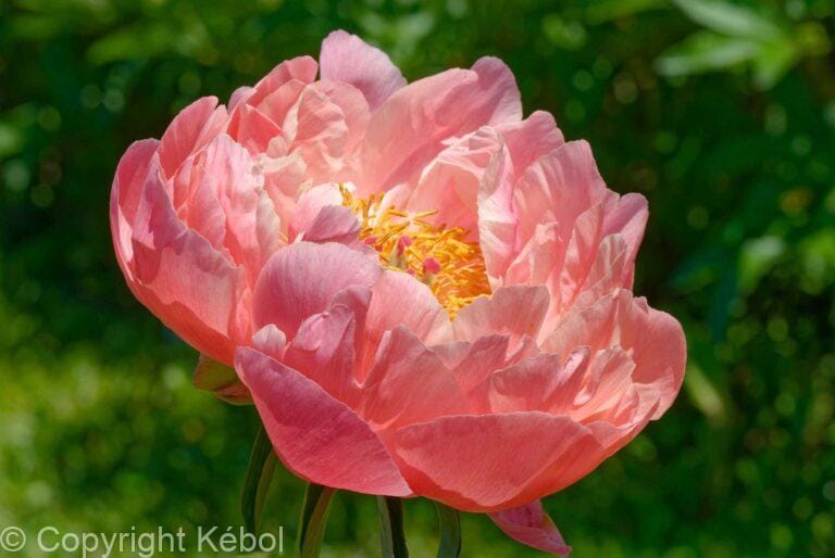 Paeonia lactiflora (D) Kings Day - Bag