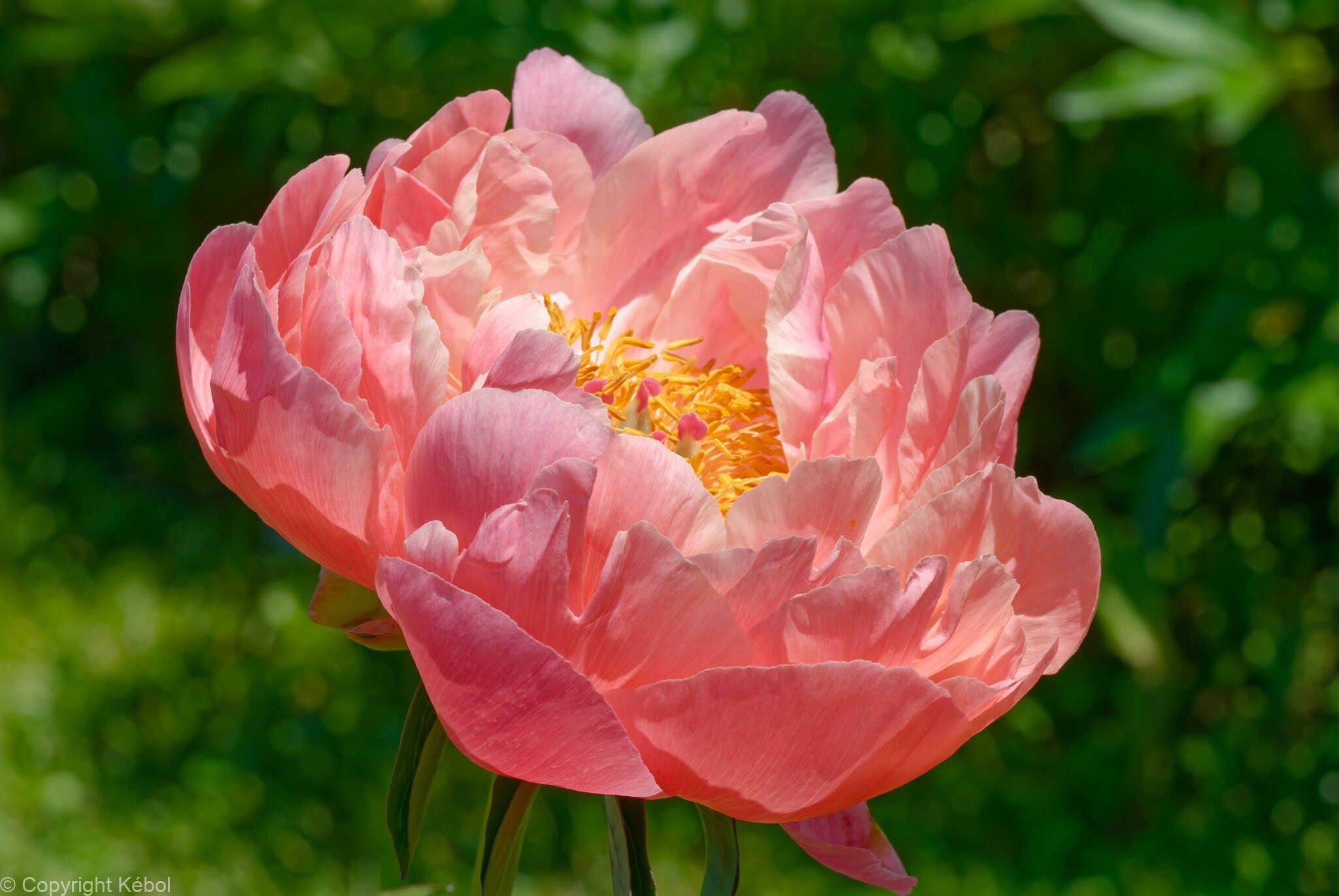 Paeonia lactiflora (D) Kings Day - Bag