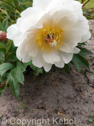 Paeonia itoh Love Affair - Case