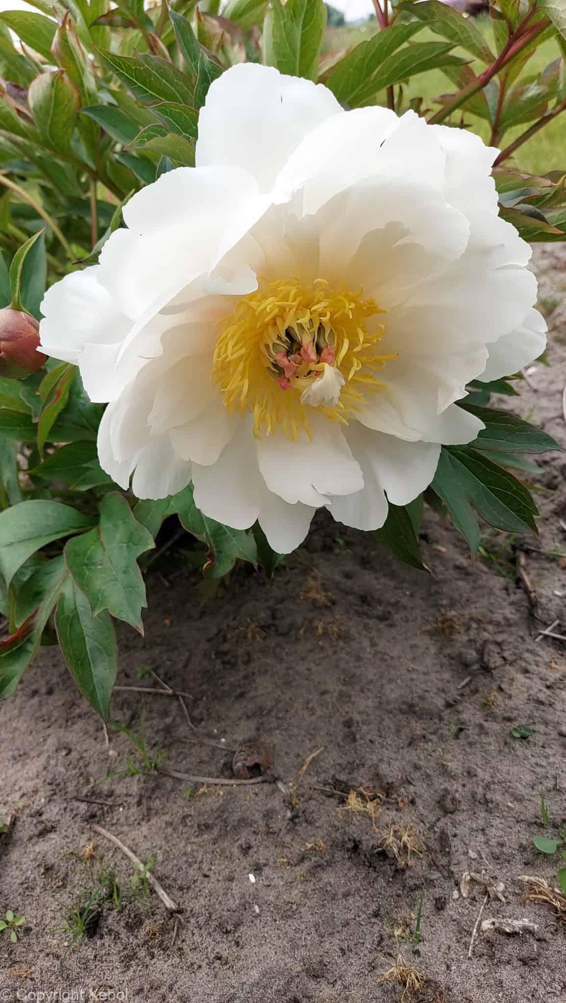 Paeonia itoh Love Affair - Case