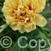 Paeonia itoh Sonoma Ye Do - Bag