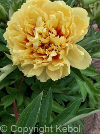 Paeonia itoh Sonoma Ye Do - Bag