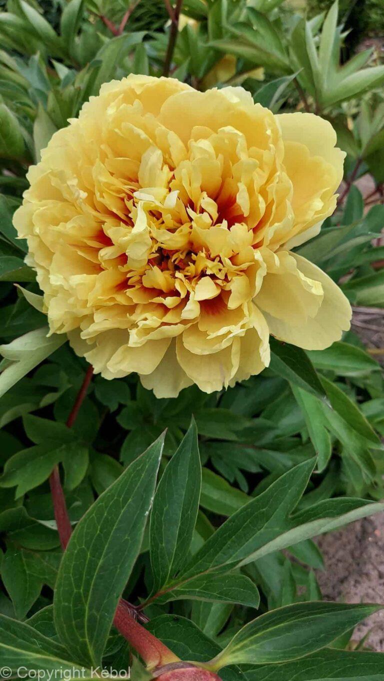 Paeonia itoh Sonoma Ye Do - Bag
