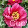 Paeonia itoh Yankee Doodle Dandy - Bag